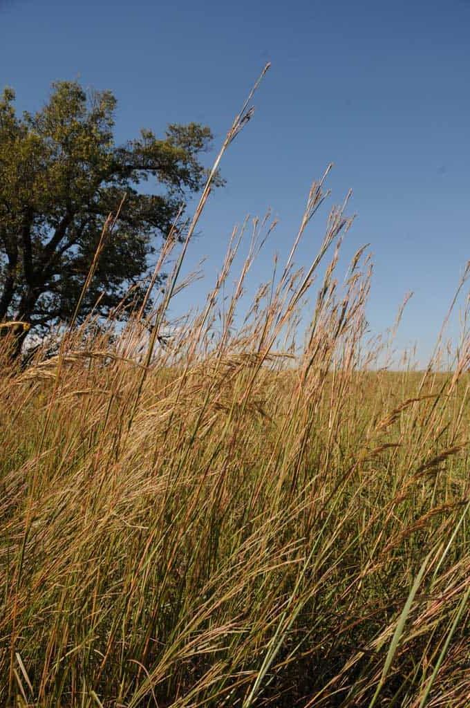 Big Bluestem